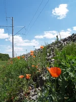 P1016790.webp