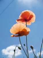 P1016792.webp