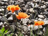 P1016794.webp