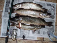 P6250801gjk.webp