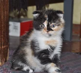 DSC_2984.webp