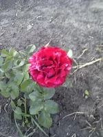 IMG_20120622_190331.webp