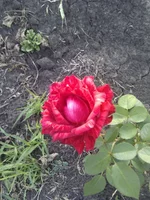 IMG_20120622_190339.webp