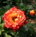 cад 009.webp
