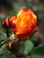 cад 011.webp