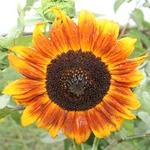 cад 018.webp