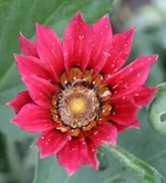 cад 027.webp