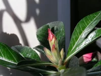  shu 001.webp