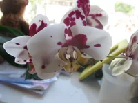 IMG_3688.webp