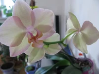 IMG_3690.webp