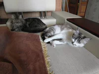 SAM_0112.webp
