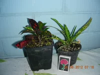 DSCN8839.webp