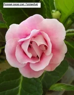  сказка (Голландия).webp