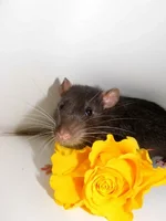 DSCF5959 копия.webp