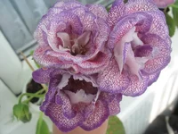 .webp