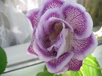  Луны.webp