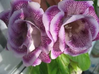  Луны_.webp
