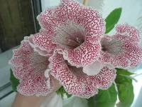 .webp