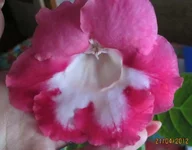IMG_1822 т.webp