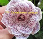 IMG_2180 ко.webp