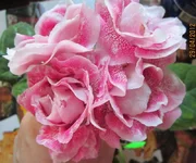 IMG_1946.webp