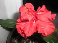  махровый 2.webp