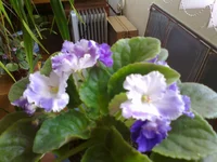  снежный .webp