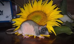 IMAG0220.webp