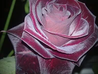  004.webp