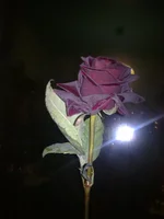  011.webp