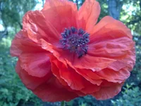  192.webp