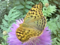  375.webp