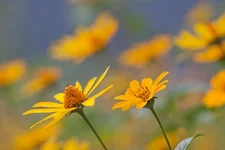 Yellow flowers1.webp