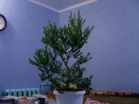 06.2009-1.webp