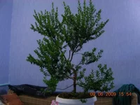 06.2009-2.webp