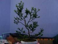 06.2009-3.webp