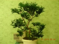 01.2010-2.webp