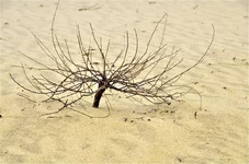 _DSC0075.webp