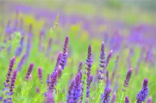 _DSC0128.webp
