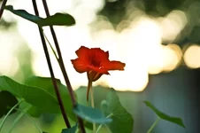 DSC00028.webp