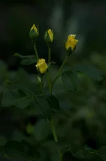 DSC00033.webp
