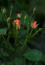 DSC00034.webp