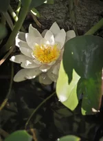 DSC00006.webp