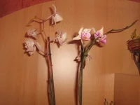  1725.webp