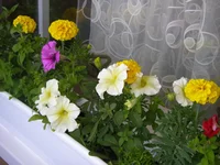P1010043.webp