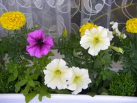 P1010046.webp