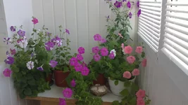 22062012361.webp