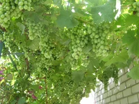  157.webp