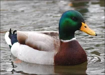 mallard_duck.webp
