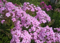 2.webp